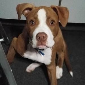 Meet your Posher, Dina